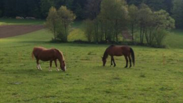 Picsart banner for @horse