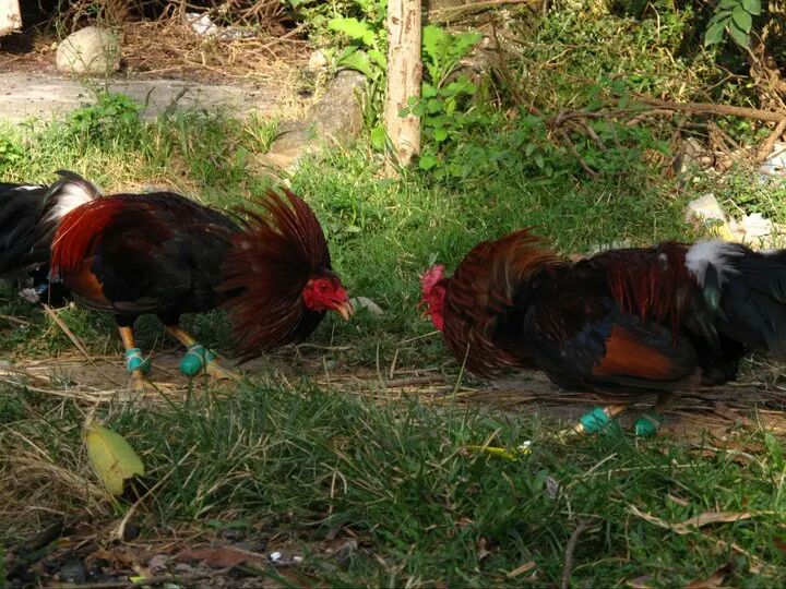 Sabong Old Photo Tradition Pets By Zmhk10