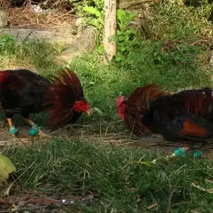 Sabong Old Photo Tradition Pets By Zmhk10 Sabong Old Photo Tradition Pets By Zmhk10