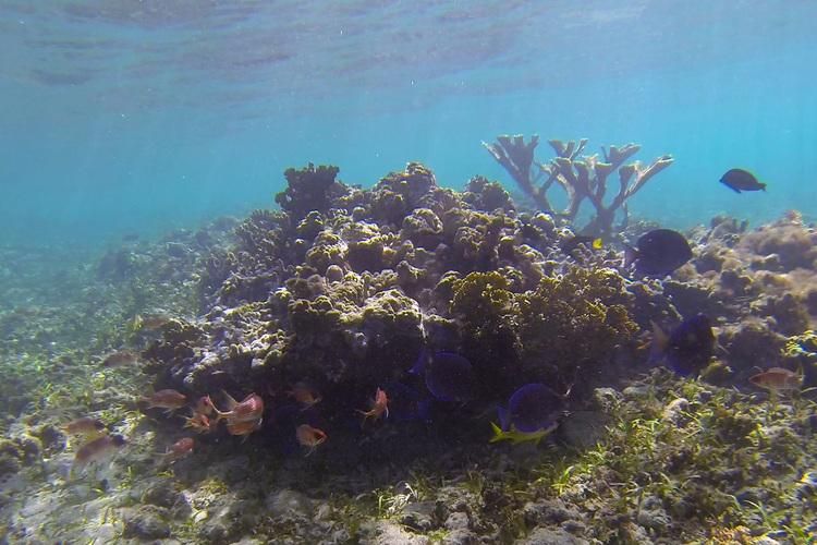 underwater photography