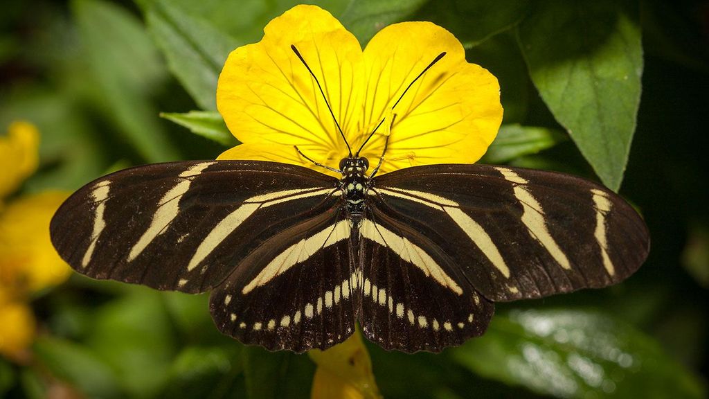 butterfly pictures