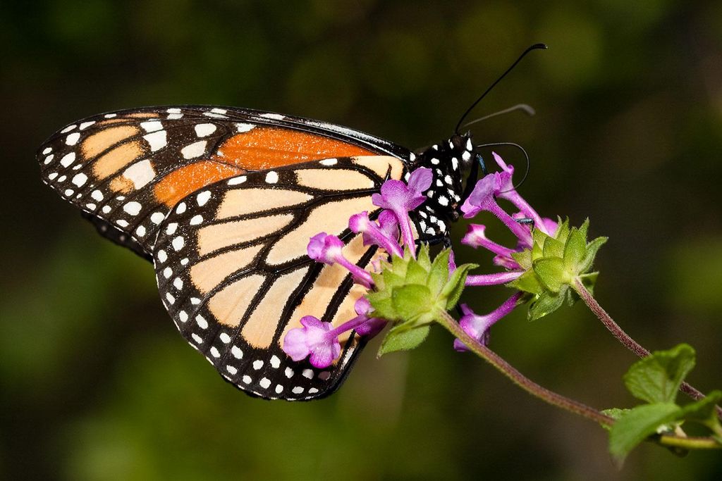 butterfly pictures