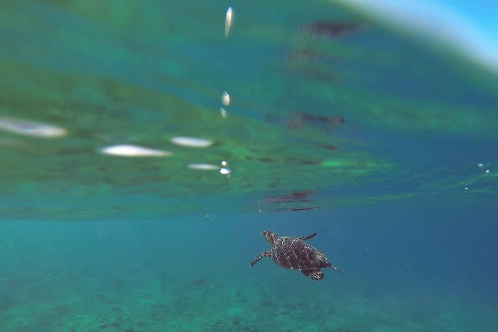 underwater photography